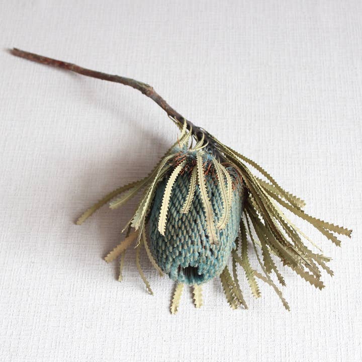Roxanne's Dried Flowers - Wholesale Dried/Pressed Flowers - Banksia - Hookeriana4