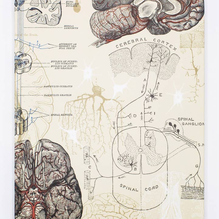 Cognitive Surplus - Wholesale Notebook - Brain & Neuroscience Lab Notebook (Case of 6)