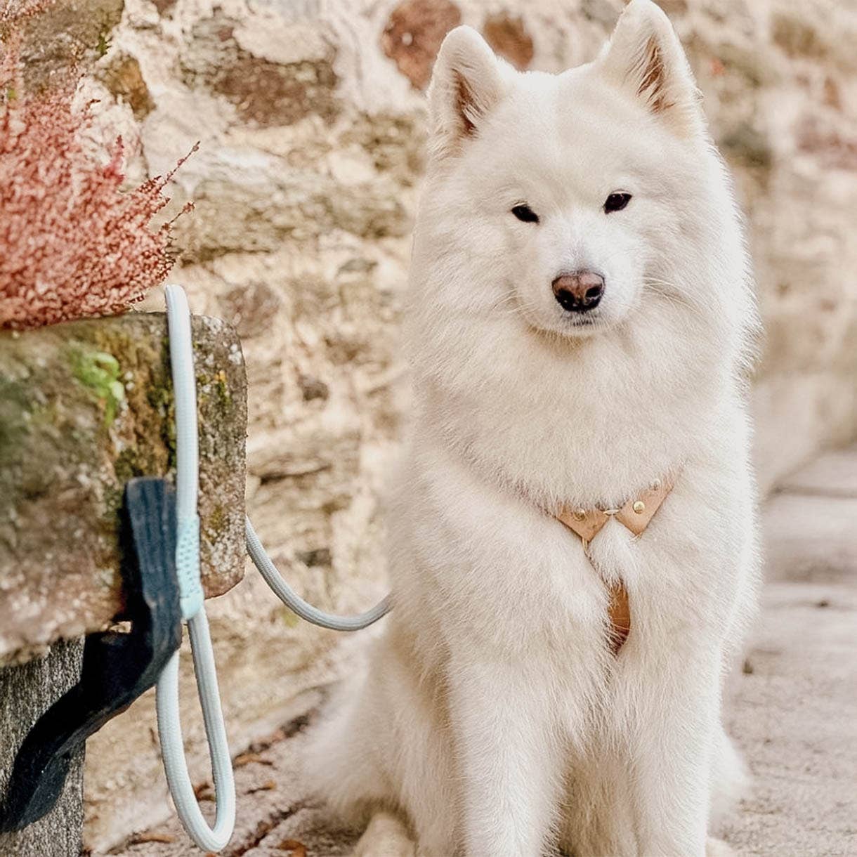 ne&no - Vente Laisse – chien - ne&no® Laisse pour chiens –120 ou 170 cm– laisse fixe6