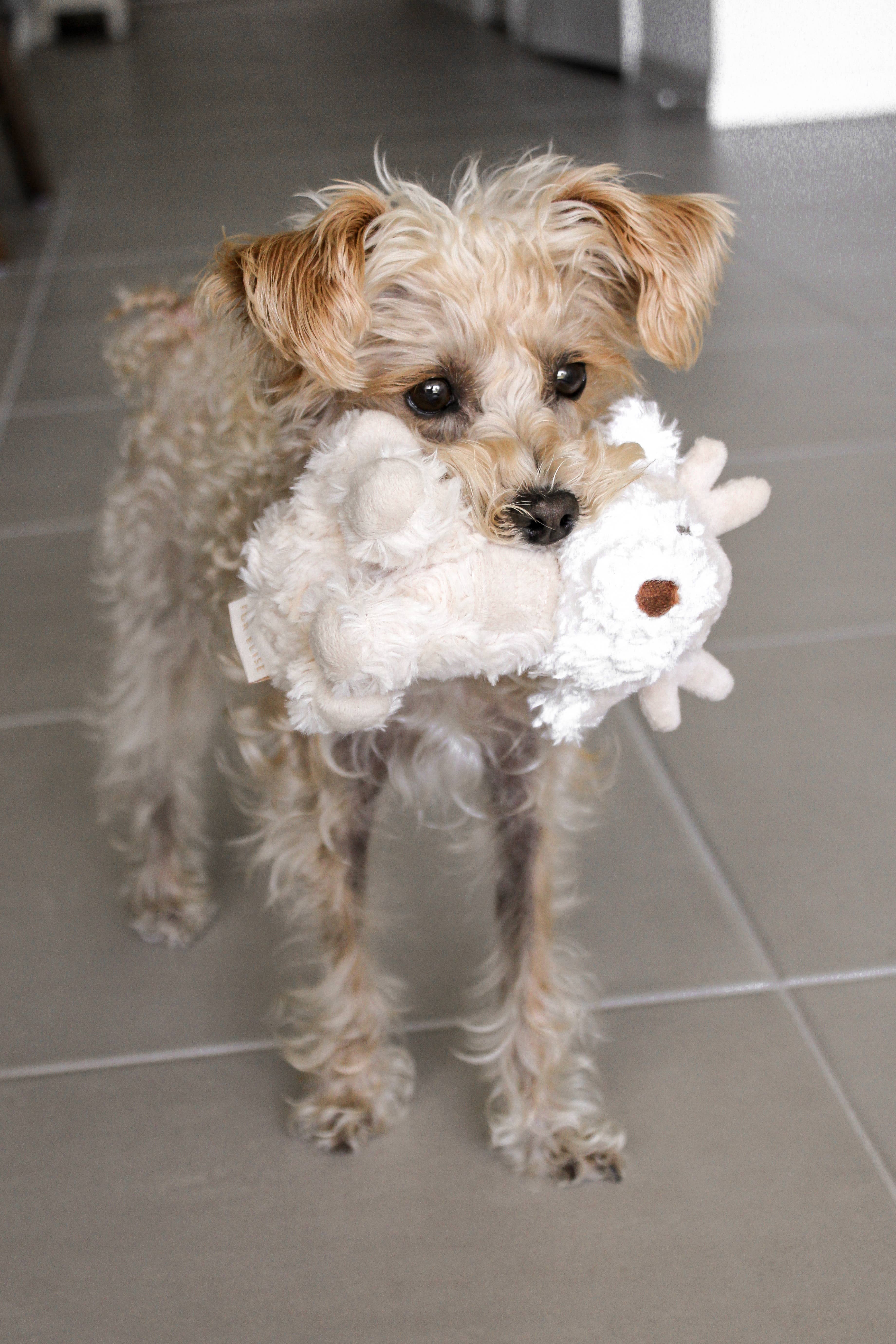 Fur Elise Pets - Wholesale Pet Plush Toy - Dog - Koko Mini Plushie3