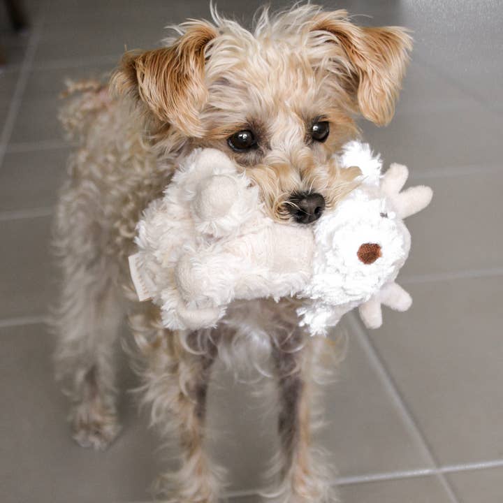 Fur Elise Pets - Wholesale Pet Plush Toy - Dog - Koko Mini Plushie3