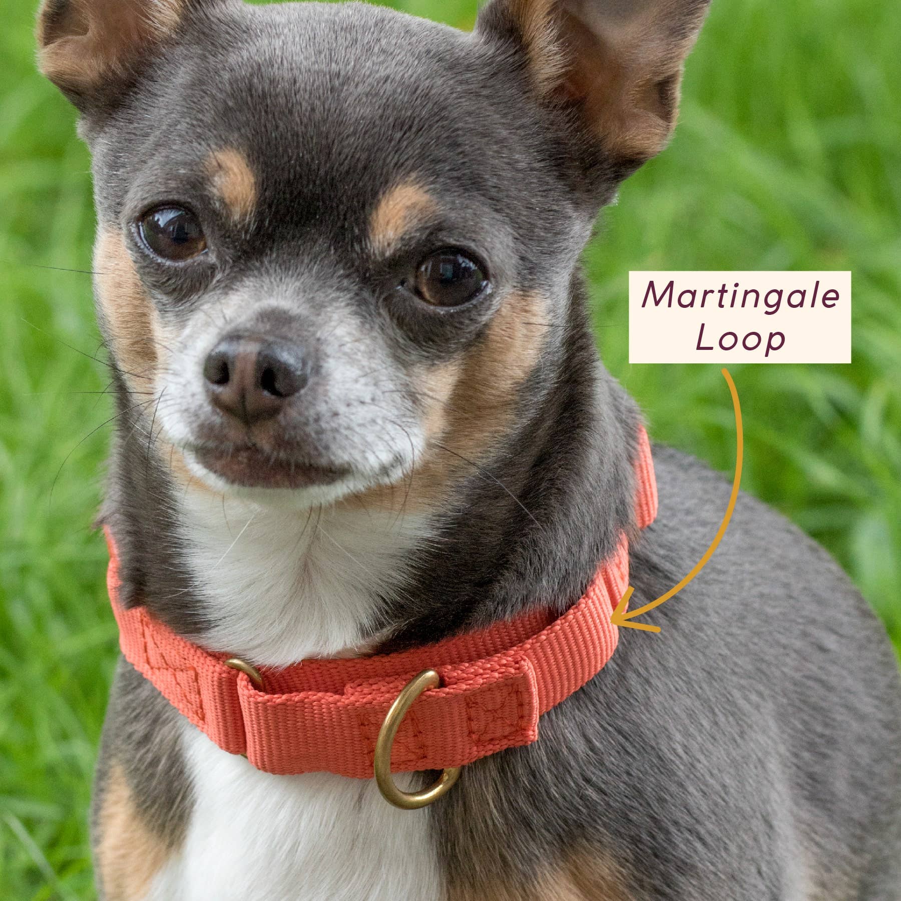 Awoo - Wholesale Pet Collar - Dog - Marty Collar5