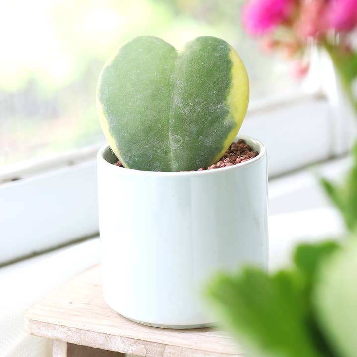 Cœur de Hoya Kerrii panaché - Plantes vivantes rares - Pot de 4 pouces pour la vente par Best Plant Friend