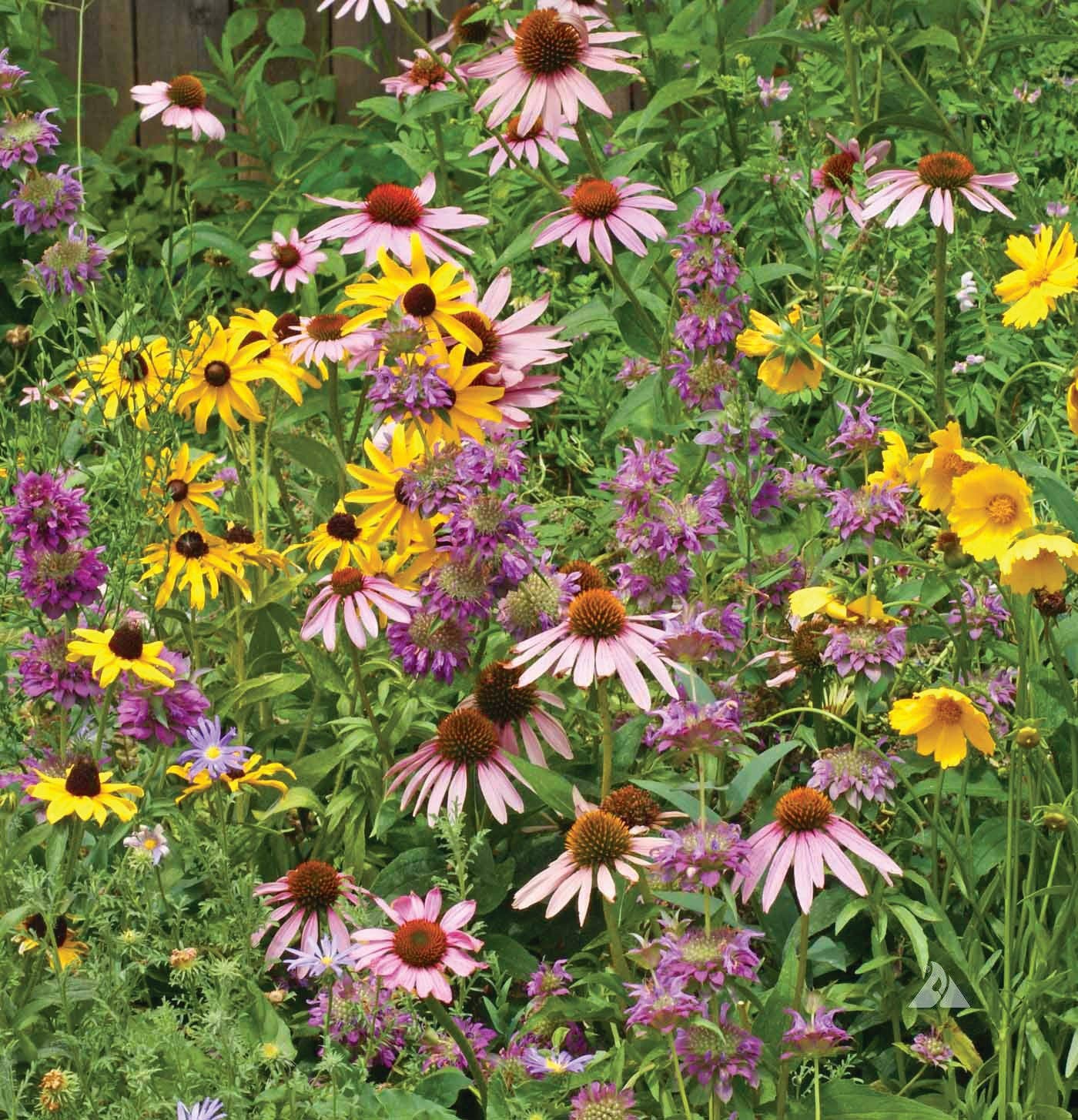Bentley Seed Co. - Wholesale Plant Seeds - Wildflower, Eastern Pollinator Wildflower Mix Seed Packets2