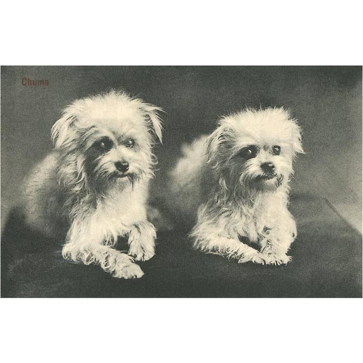 Found Image Press - Venta al por mayor Imanes - Magneto DG-106 Dos Perros Demonio