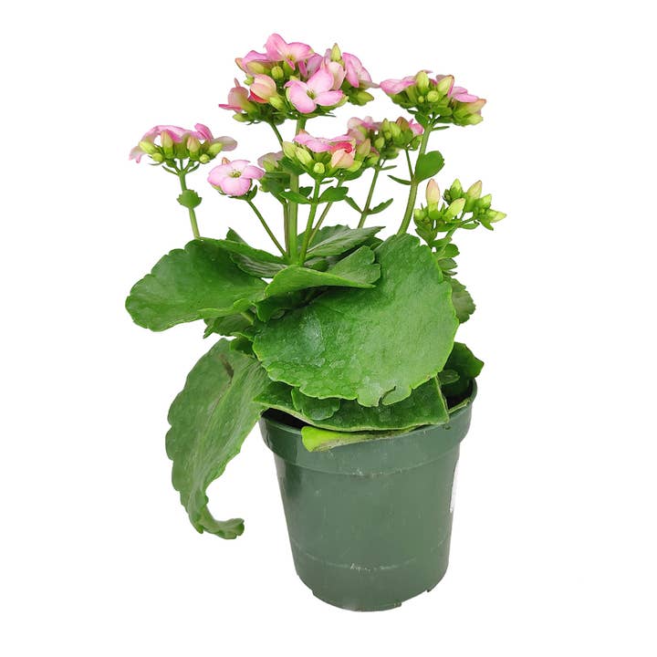 Best Plant Friend - Wholesale Live Plant - Kalanchoe blossfeldiana 'Calandiva Pink' in 4.5"/6" Pot
