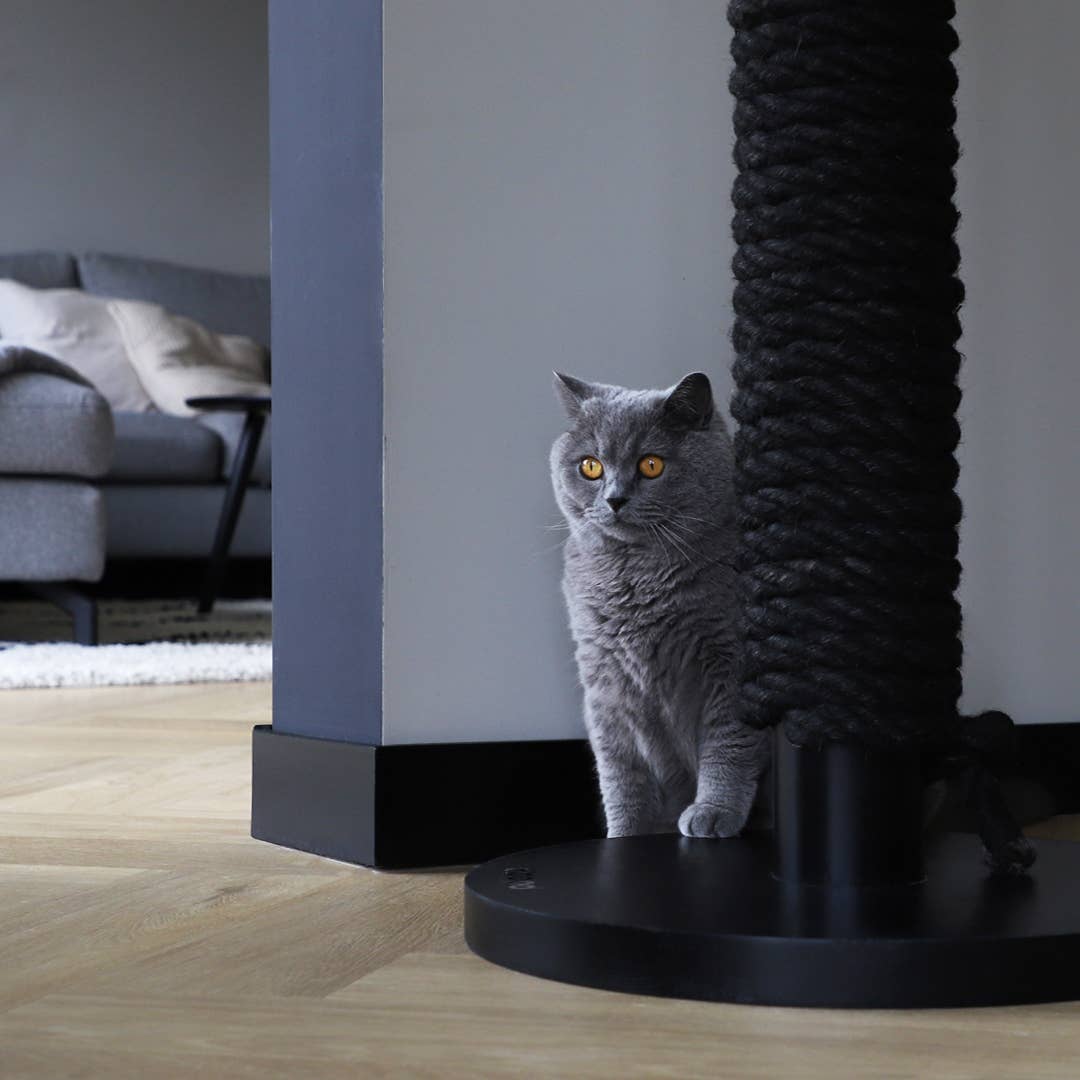 Hoopo - Vente Griffoir – chat - Totem Cattree6