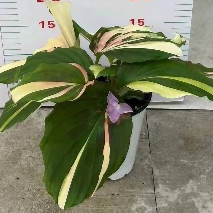OrchidBox - Wholesale Live Plant - Kaempferia galanga variegated TC Plantlet