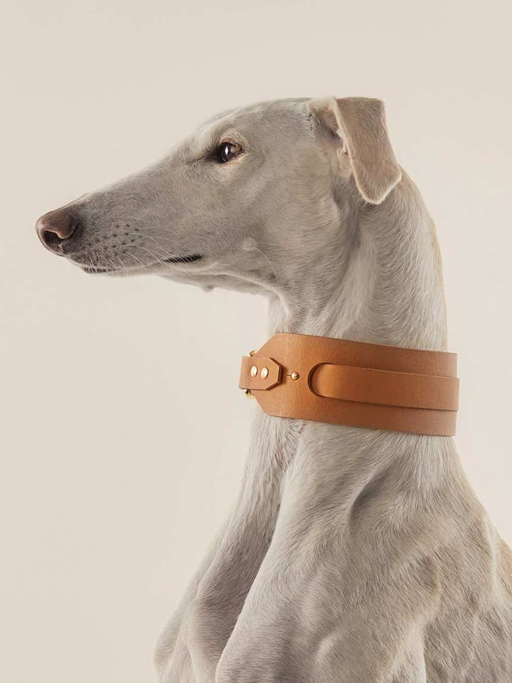 Coleira Galgo · Camelo por atacado de INDÓMITO