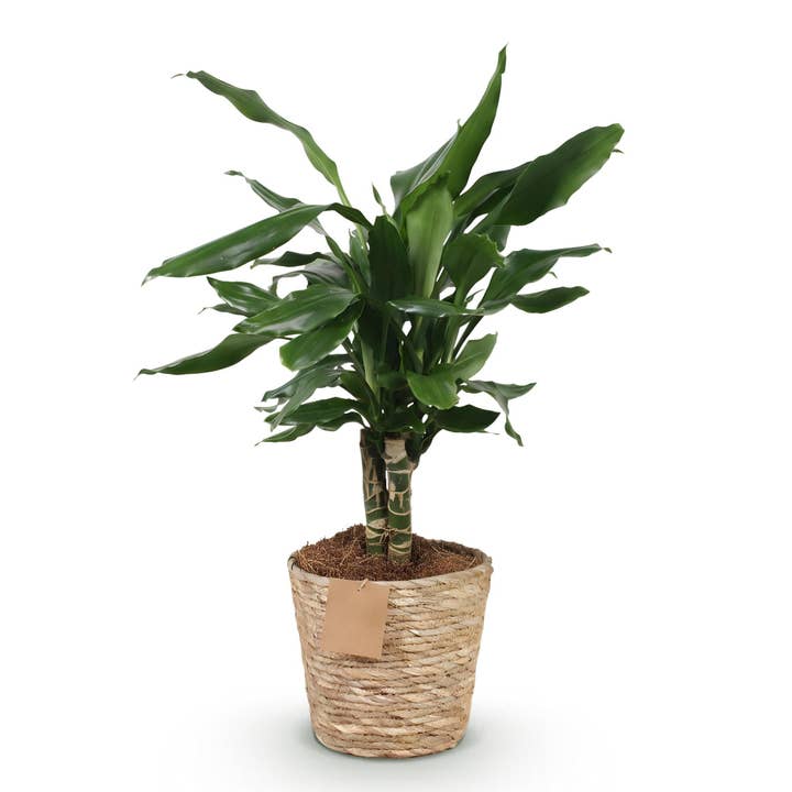 Dracaena fragrans Steudneri – 50-55cm – 17cm med kurv – Nem at pleje drageblodstræ – Robust grøn plante med elegant løv til stue, kontor & soveværelse for engroshandel hos Oasis of Life