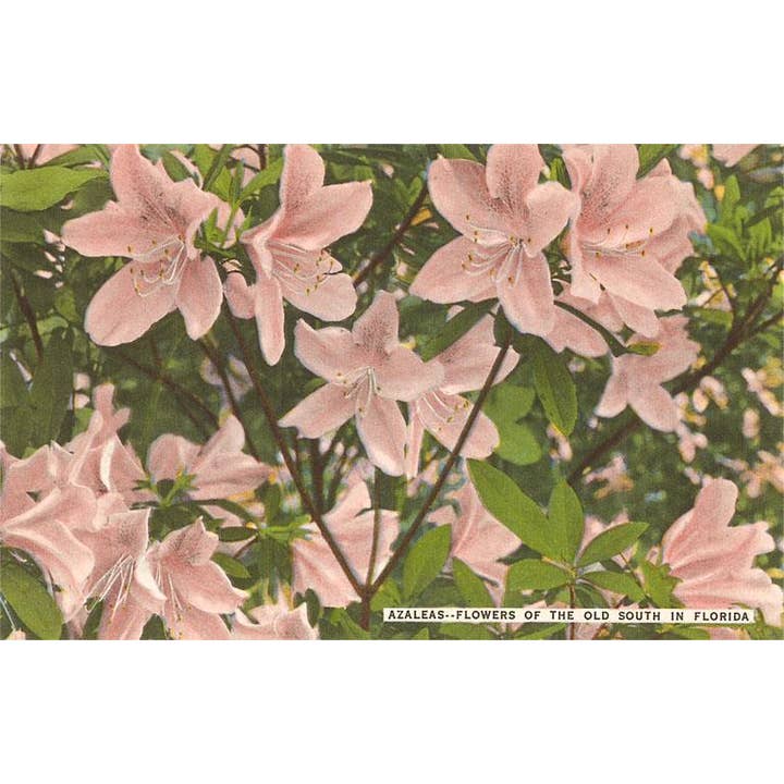 Found Image Press - Wholesale Sticker - Sticker FL-401 Azaleas, Florida