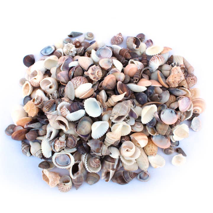 California Seashell Company - Wholesale Decorative Tabletop Object - Small Philippine Seashell Mix - Bulk Shells - 1 kg