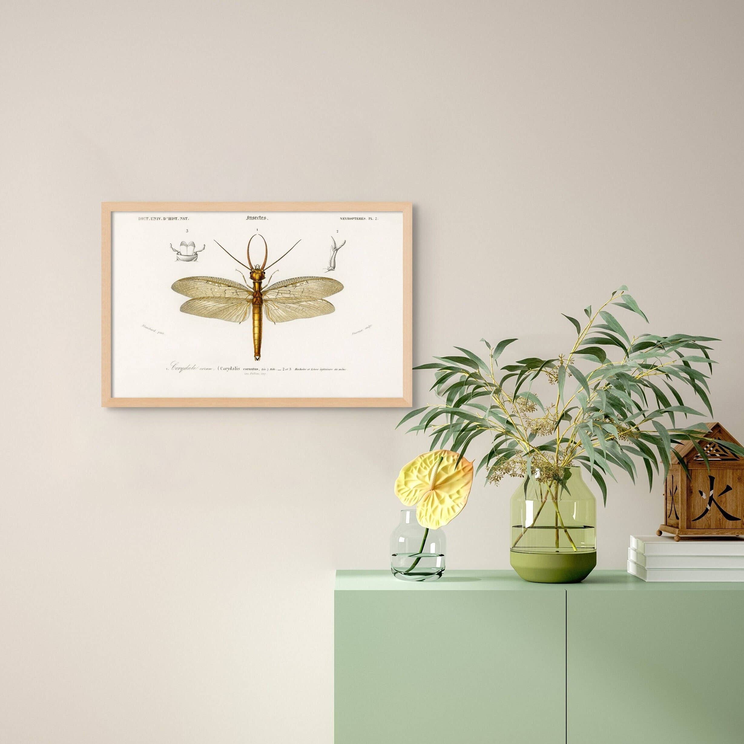 Vintage Wall Graphics - Wholesale Poster - 1892 Vintage Dobson Insect & Botanical Wall Art Decor0