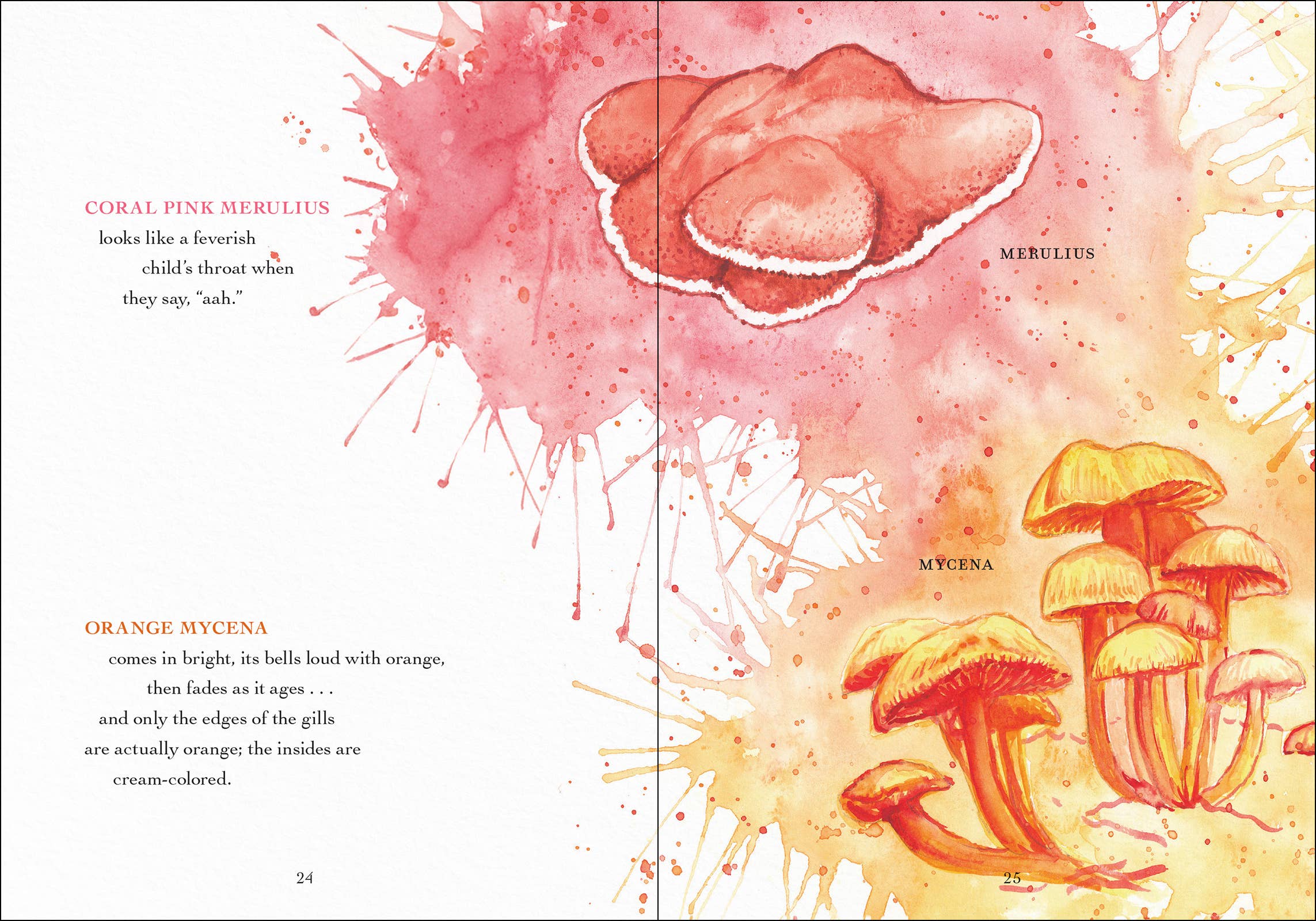 AdventureKEEN - Wholesale Nature & Outdoors - Wonder of Mushrooms19