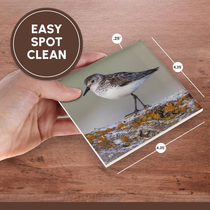 3dRose - Wholesale Coasters - 3dRose, Semipalmated sandpiper, Coaster6