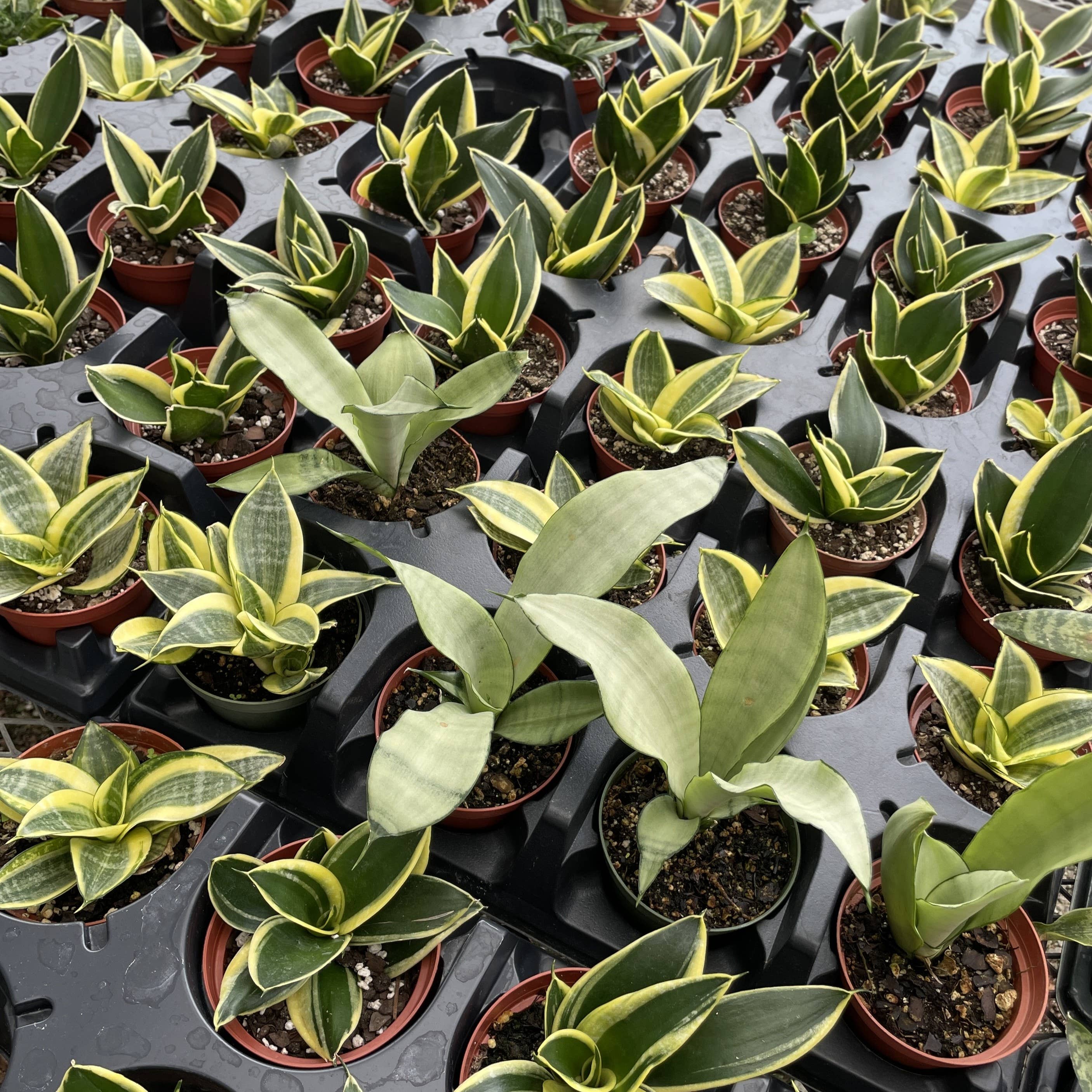 Thorsen's Greenhouse - Wholesale Live Plant - Bird's Nest Snake Plant - Live Plant - Assorted Varieties7