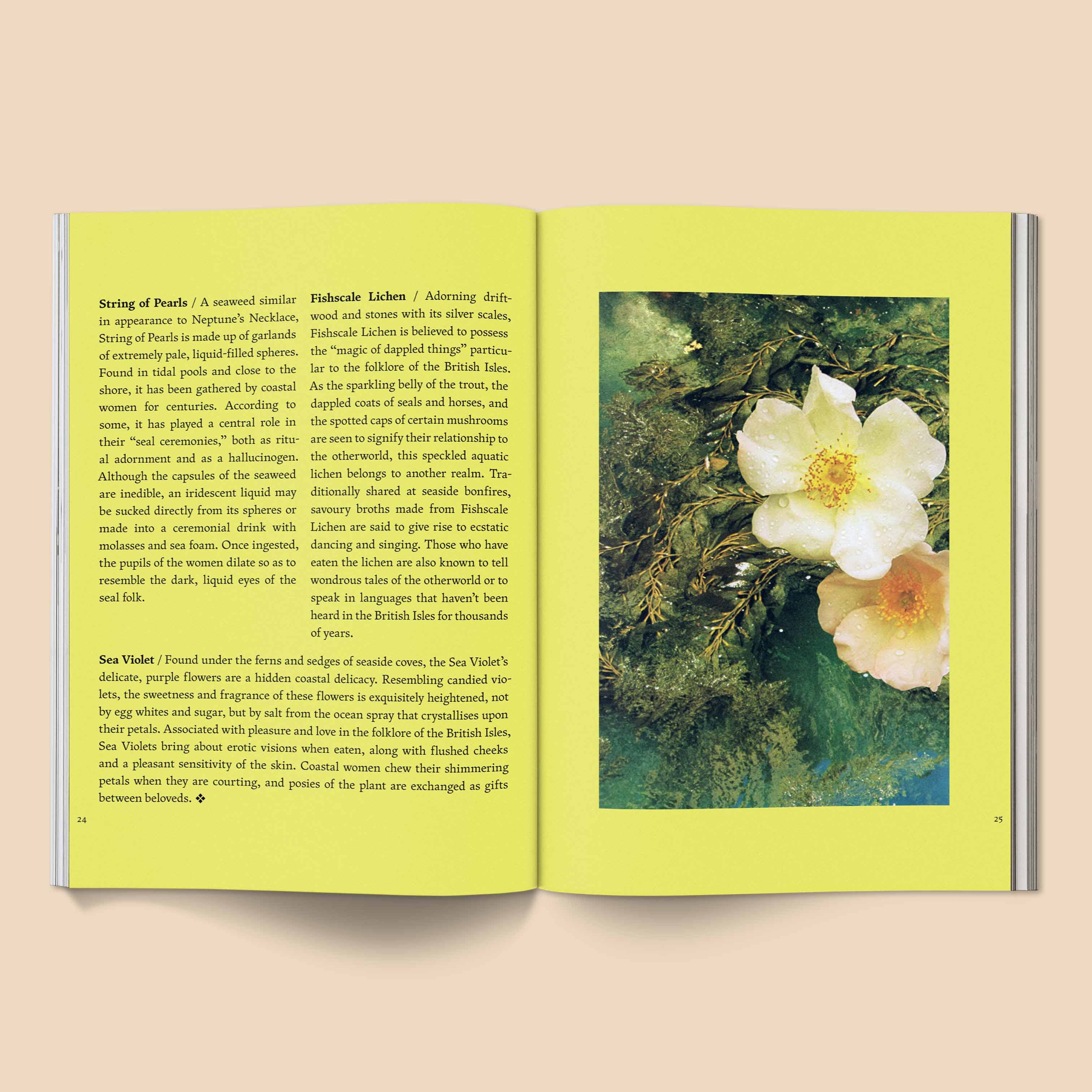 Broccoli - Vente Folklore et mythologie - Fruit du rêve mythique : folklore imaginé2