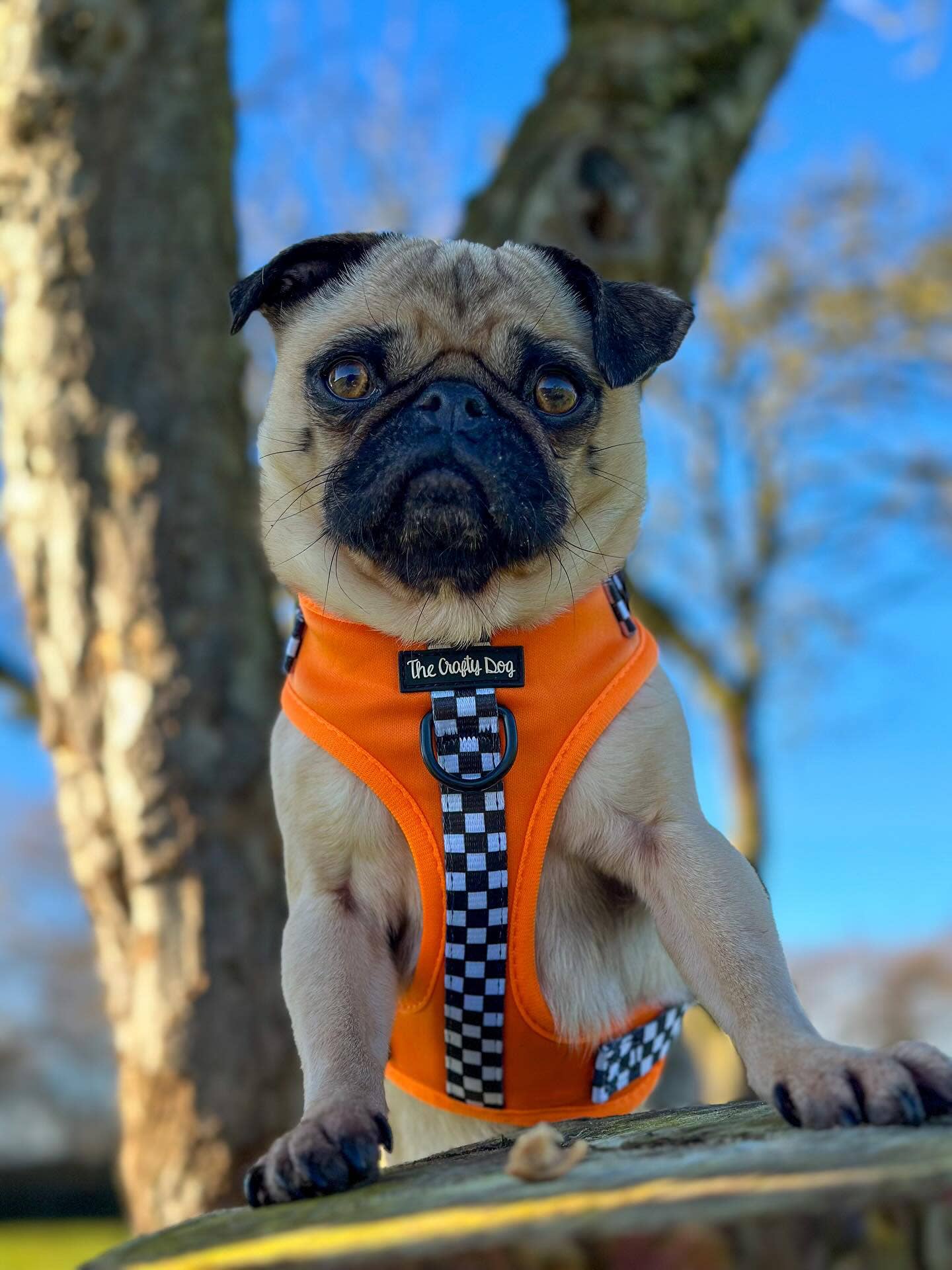 The Crafty Dog Co – Großhandel Haustiergeschirr – Hund – McLawren Harness - McLaren Orange kariert PawFormula 1 F110