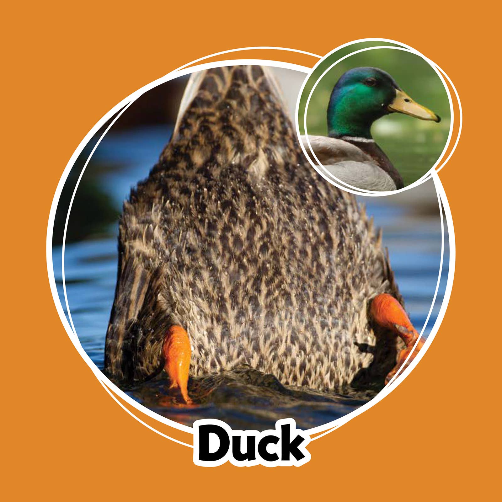 AdventureKEEN - Wholesale Brain Game - Kids - Whose Butt? Memory Game12