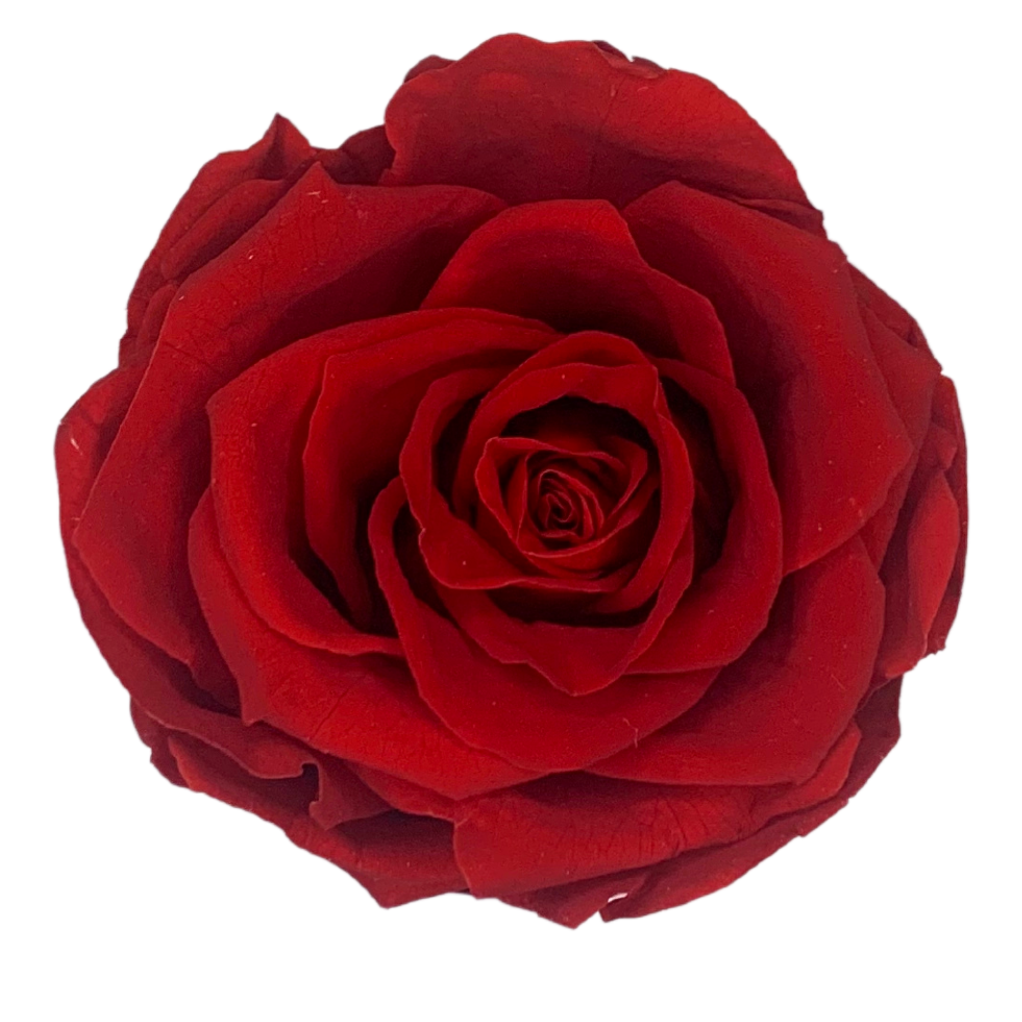 verona home and gift - Wholesale Dried/Pressed Flowers - Real Preserved Roses that Last Forever 27