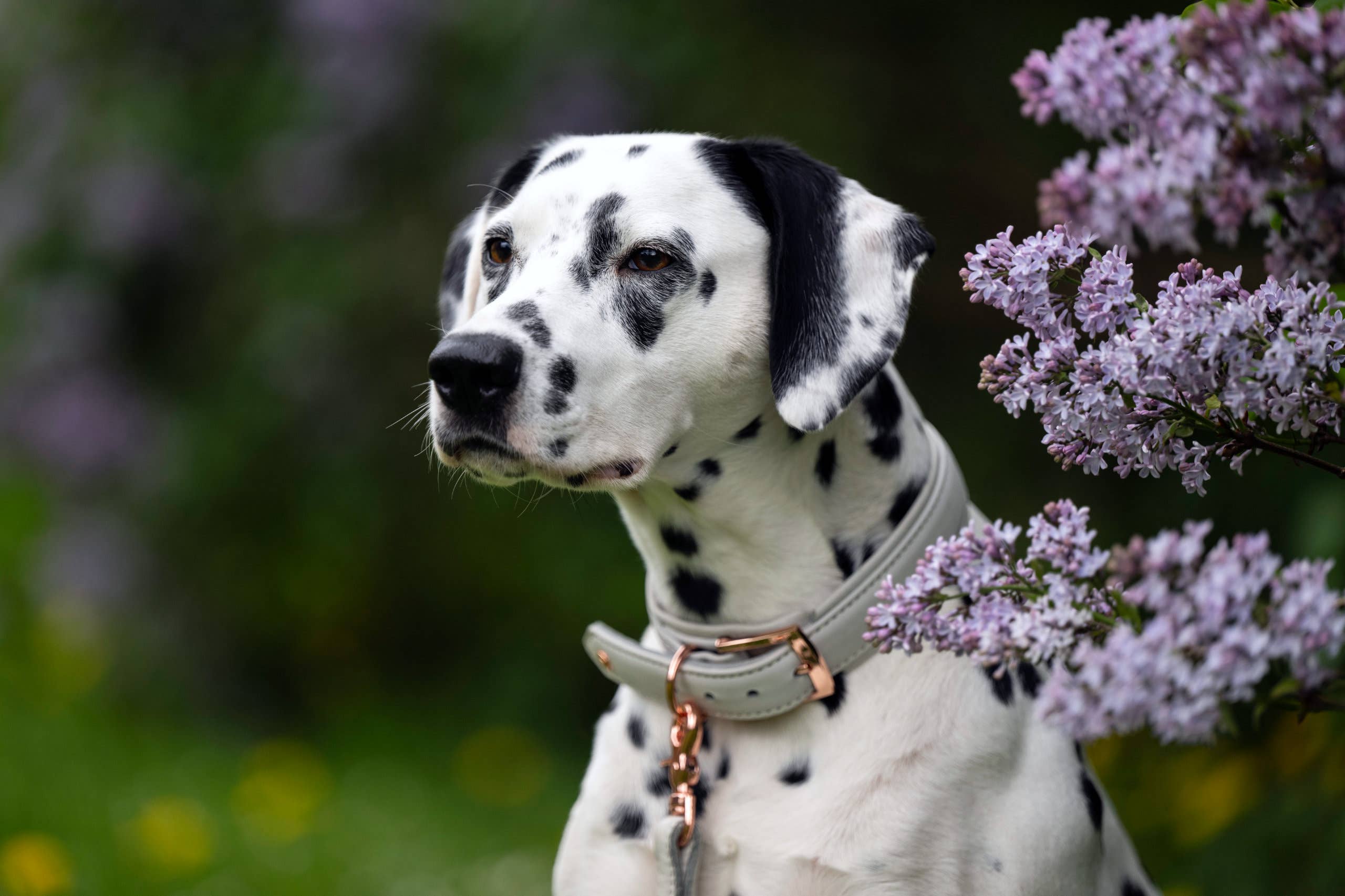 LABONI - Volentis GmbH - Wholesale Pet Collar - Dog - AMICI dog collar33