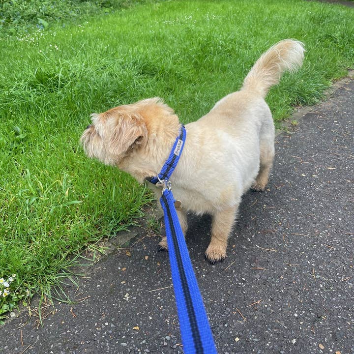 Reg&Bob - Wholesale Pet Leash - Dog - Reg&Bob Lead Blue stripe - Standard Size1