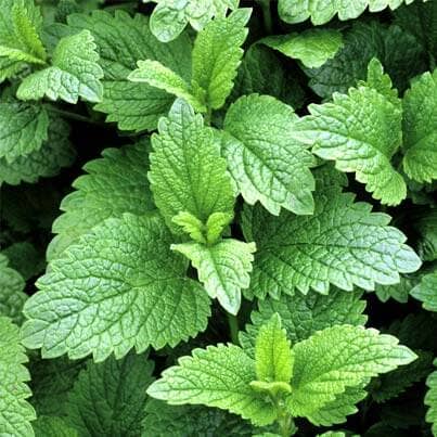 Melissa for wholesale by Zia Zensations Inc.