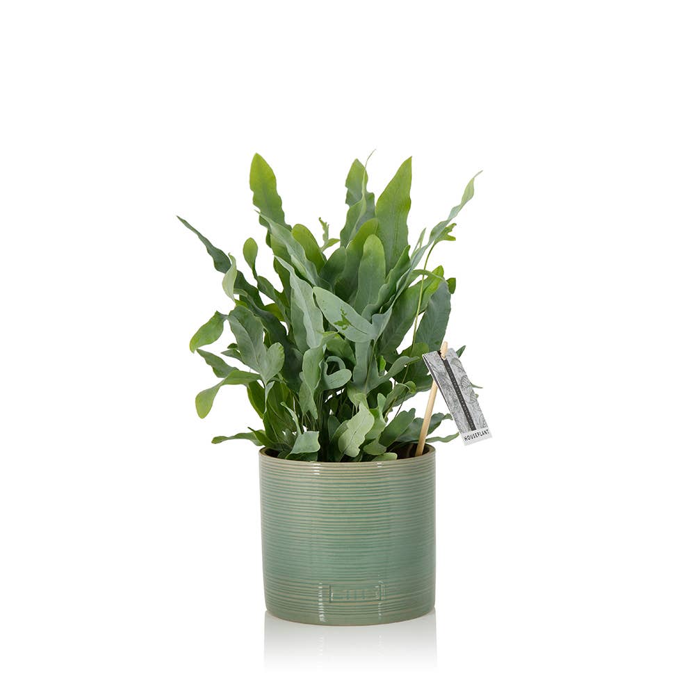 The Little Botanical – wholesale Live plant – British Grown Blue Star Fern11