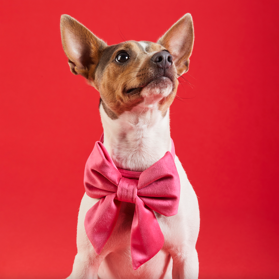 The Foggy Dog - Wholesale Pet Bow Tie - Dog - Hot Pink Velvet Lady Dog Bow2