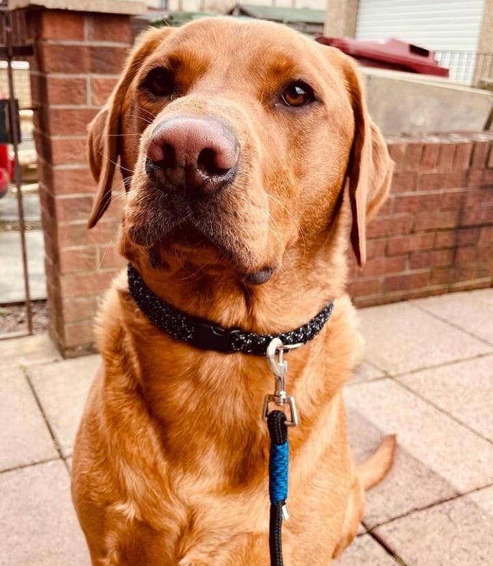 Thirty9Design – wholesale Pet leash – Dog – Dog Rope Lead4