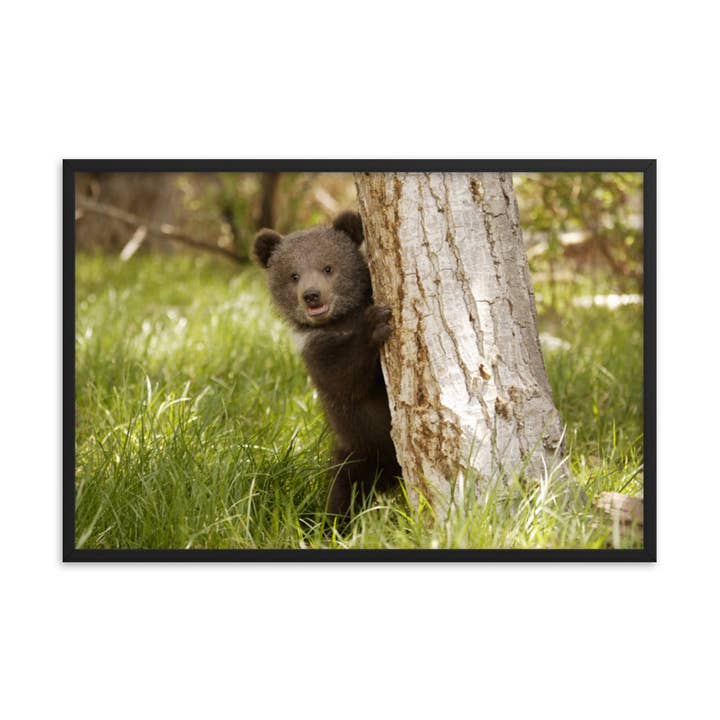 Pipa Wall Art & Home Decor - Wholesale Art Print - Cute Baby Grizzly Bear Cub Behind Tree In Meadow Framed Art20