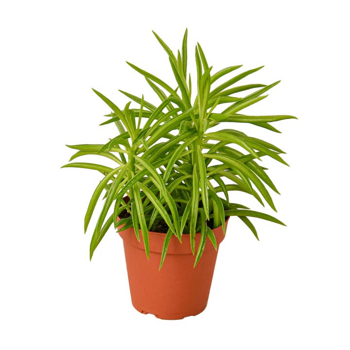 House Plant Wholesale - Wholesale Live Plant - PEPEROMIA GREEN BEAN 4-inch