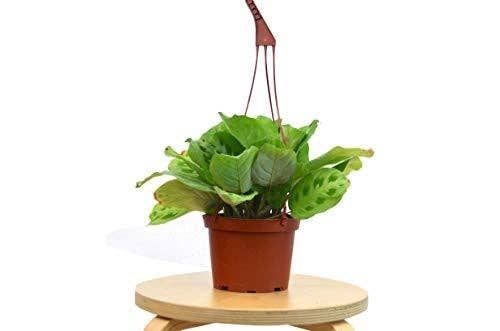 House Plant Wholesale WEST - Wholesale Live Plant - Maranta 'Leuconeura' Prayer Plant - Live Plant3