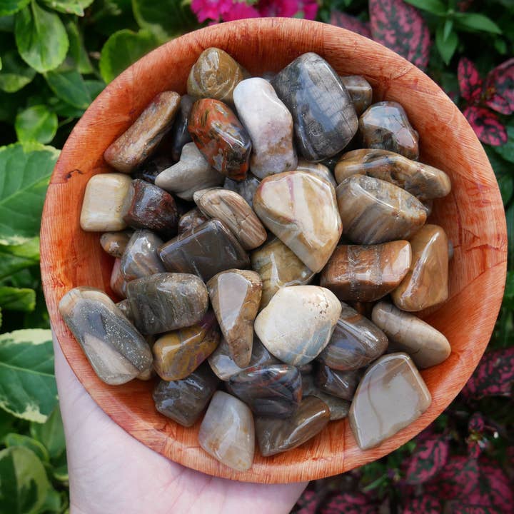 Petrified Wood Tumbled - 25 Stones for wholesale by The Healing Sanctuary