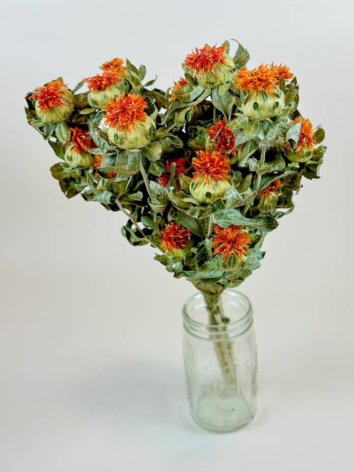 Safflower - Orange Naturally Dried Flowers for wholesale by Lovejoy Farms Premium Dried Flowers