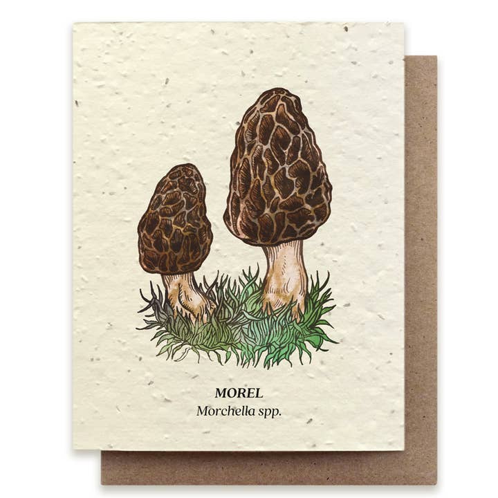 Small Victories - Vendita all'ingrosso Biglietti di auguri generici - Scheda di semi di fiori selvatici piantabili ai funghi spugnola