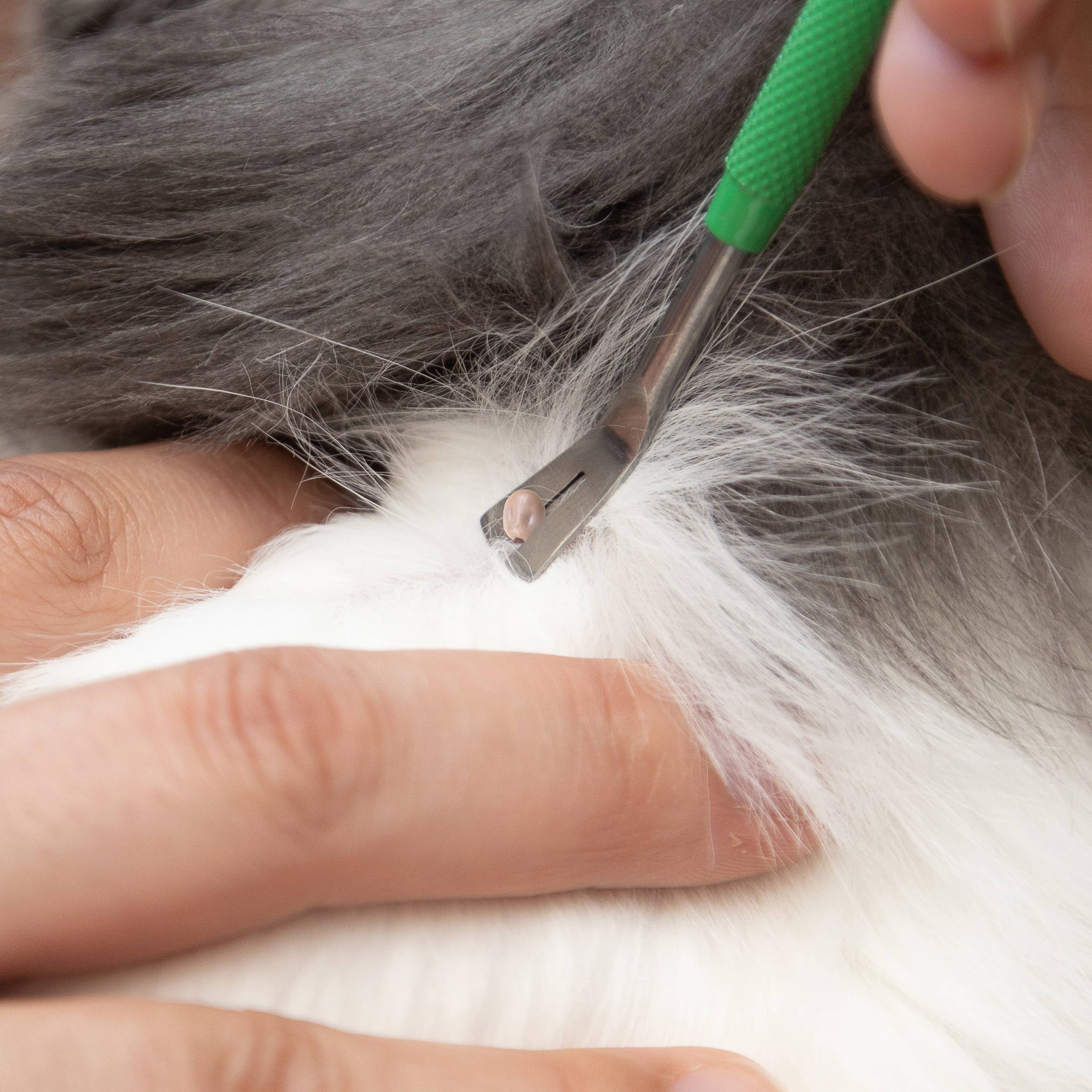 TickCheck – wholesale Insect repellent – TickCheck Premium Tick Remover Kit12