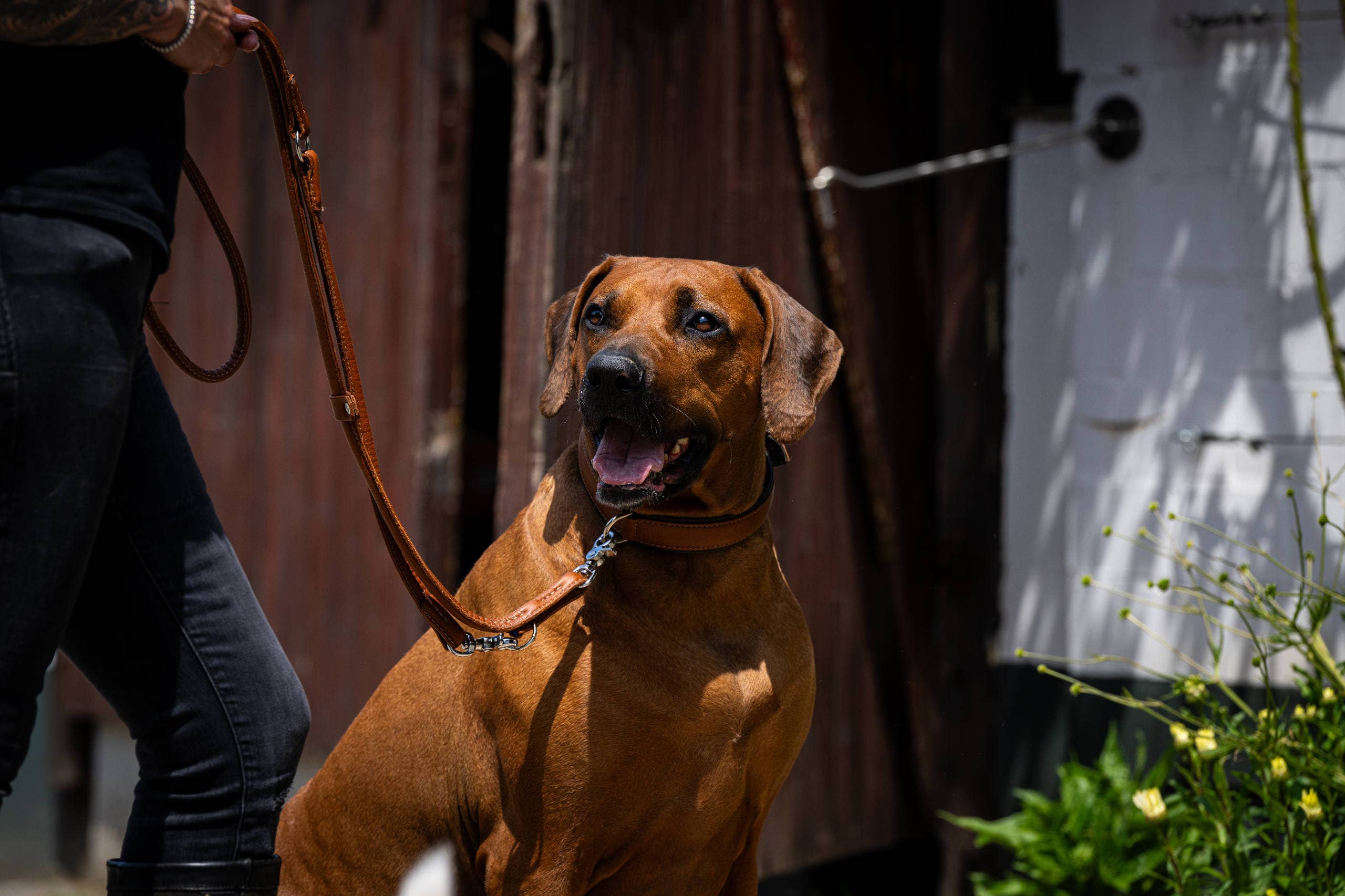 LABONI - Volentis GmbH - Wholesale Pet Collar - Dog - AMICI dog collar21