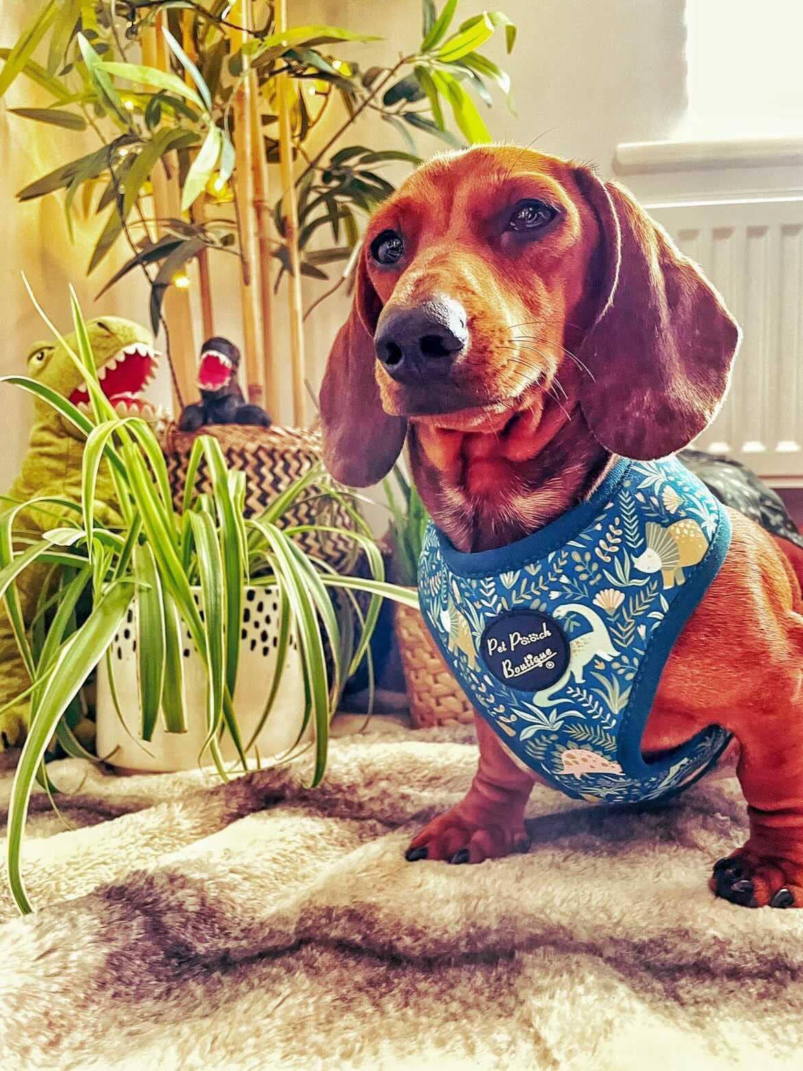 Pet Pooch Boutique - Wholesale Pet Harness - Dog - Dino Rawr Dinosaur Dog Harness With Optional Bow Tie7