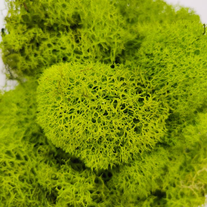 Best Plant Friend - Wholesale Live Plant - Green Preserved Reindeer Moss, Topdressing for Succulents