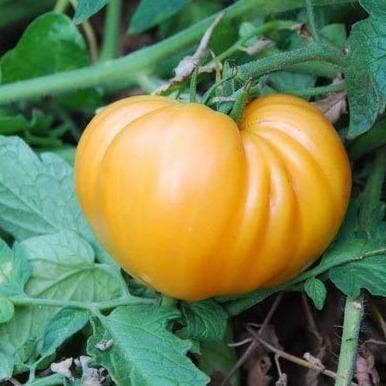 Sow the Magic - Wholesale Plant Seeds - Dr. Wyche's Yellow Tomato Tarot Garden + Gift Seed Packet