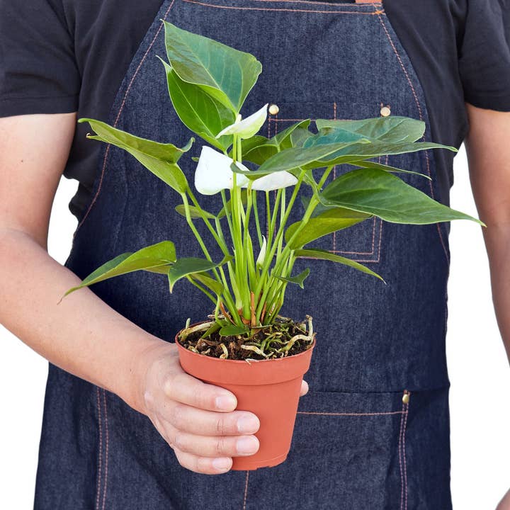 House Plant Wholesale WEST - Wholesale Live Plant - Anthurium 'White'