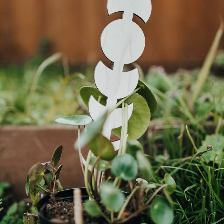 PlantsNsht – wholesale Spaljé – Månen Fas Växt Spaljé