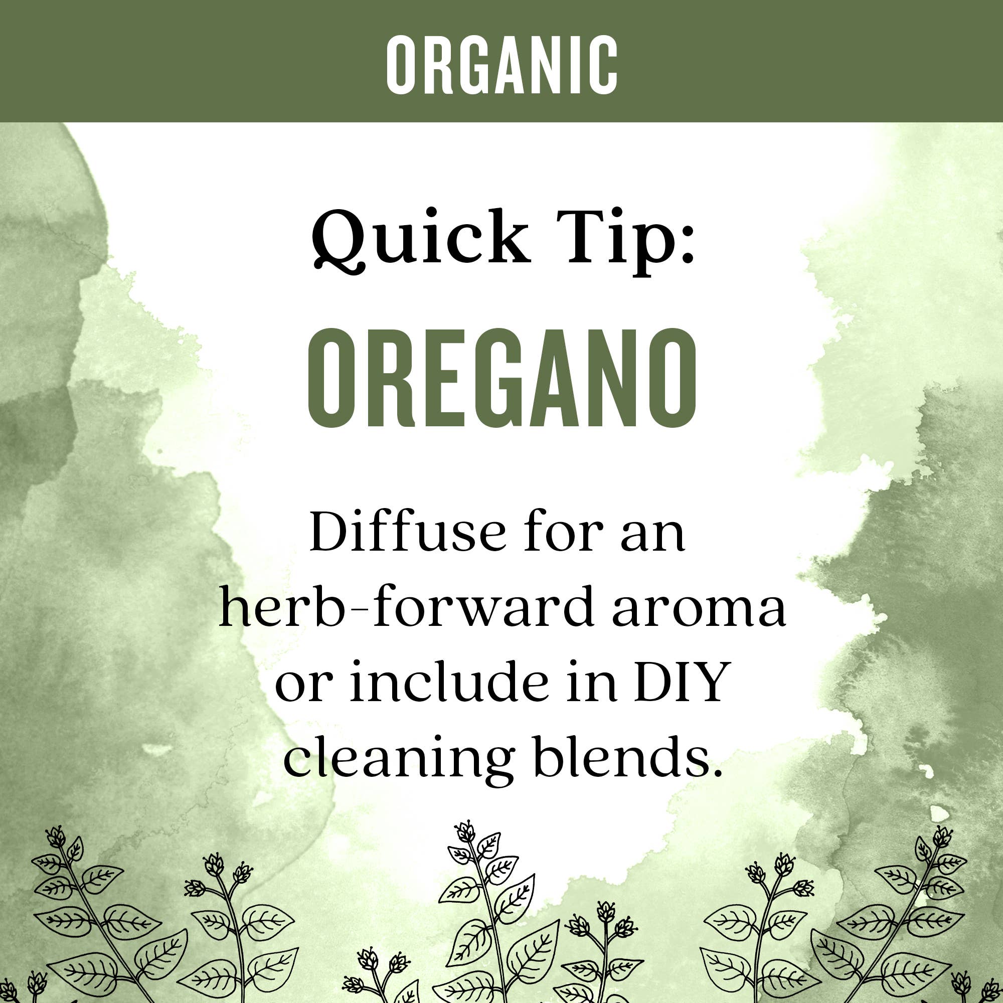 Aura Cacia - Wholesale Essential Oil - Organic Purifying Oregano Essential Oil 0.25 Fl Oz3