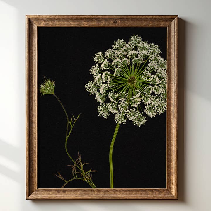 Hope Steinle Pressed Flower Art - Wholesale Art Print - Pressed Flower Art Print - Queen Anne's Lace