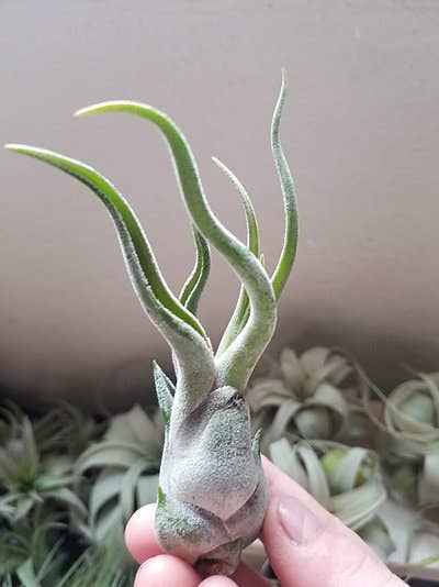 Geoform Designs - Wholesale Fertilizer - Air Plant Fertilizer 1 oz. Sray Bottles2