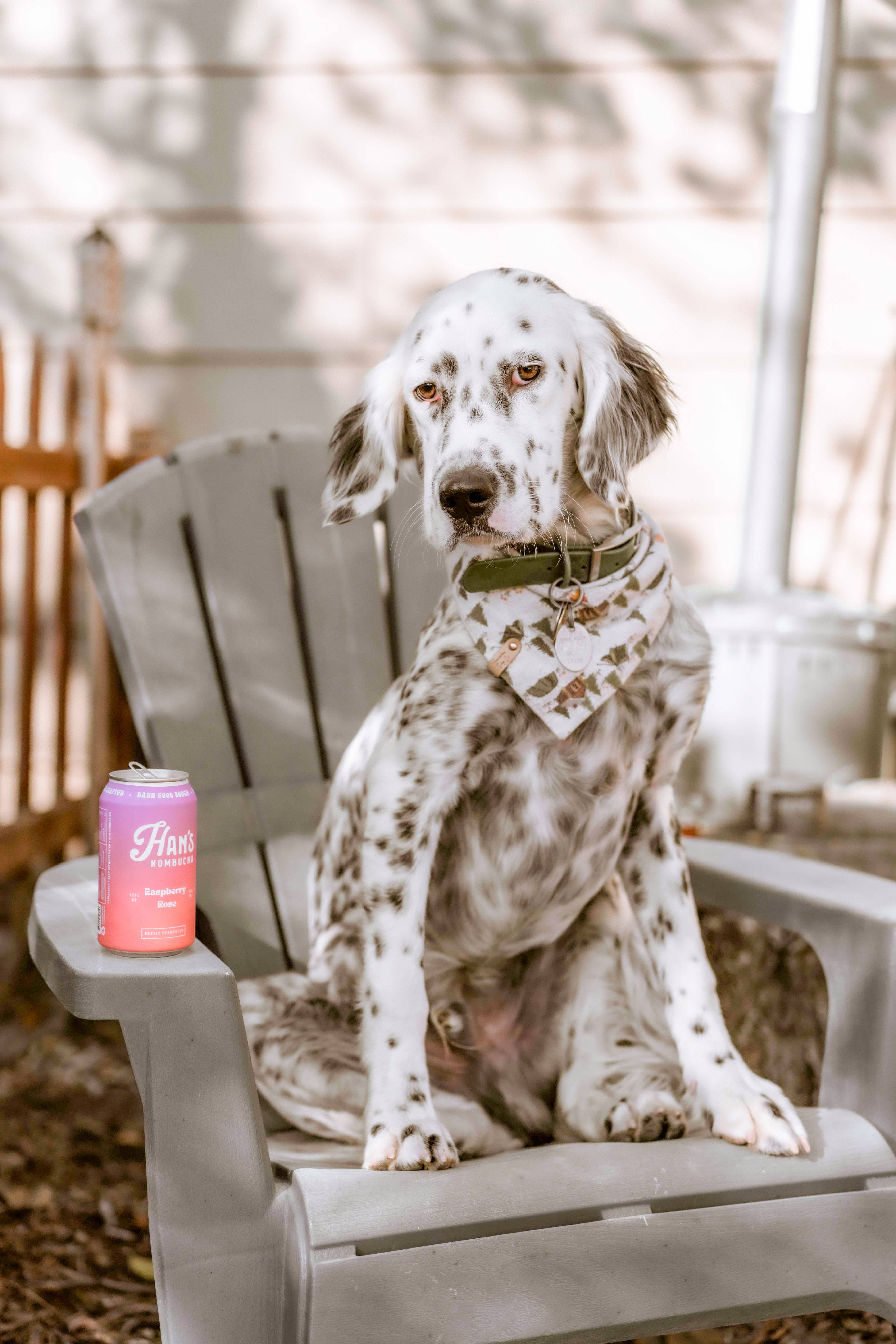 Han's Kombucha by HK Brewing Collective - Wholesale Kombucha - Raspberry Rose Kombucha7