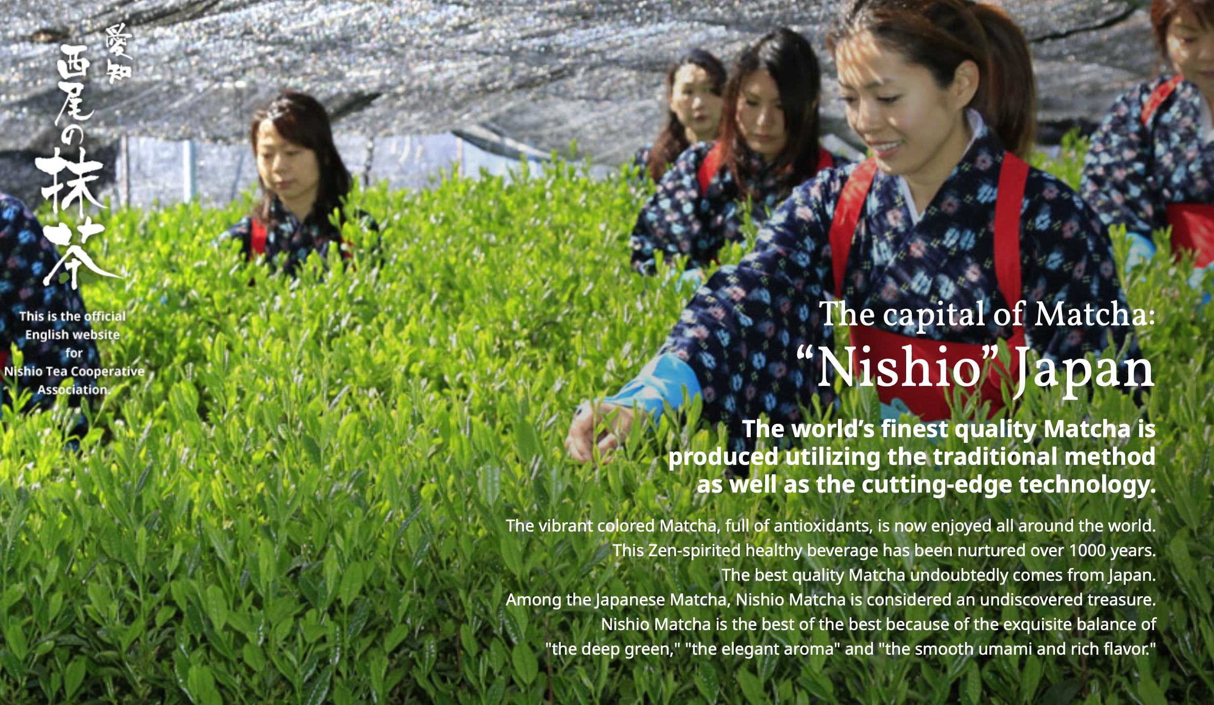 Gohobi （We cover U.S. import duties） - Wholesale Health/Detox Tea - [Limited Stock] Nishio Meiko – Japanese Ceremonial Matcha2