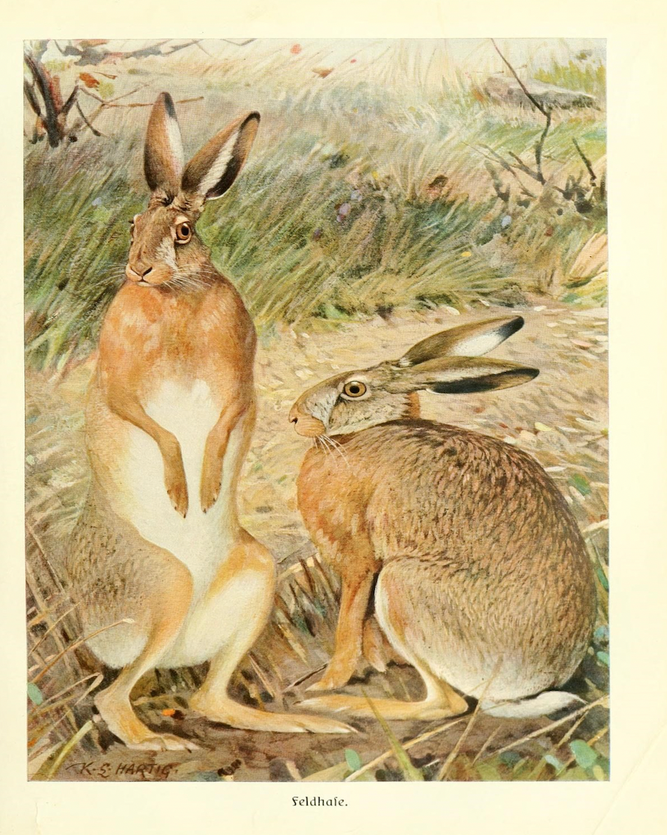 Sea to Skye - Wholesale Art Print - Two Hares in a Field Art Print1