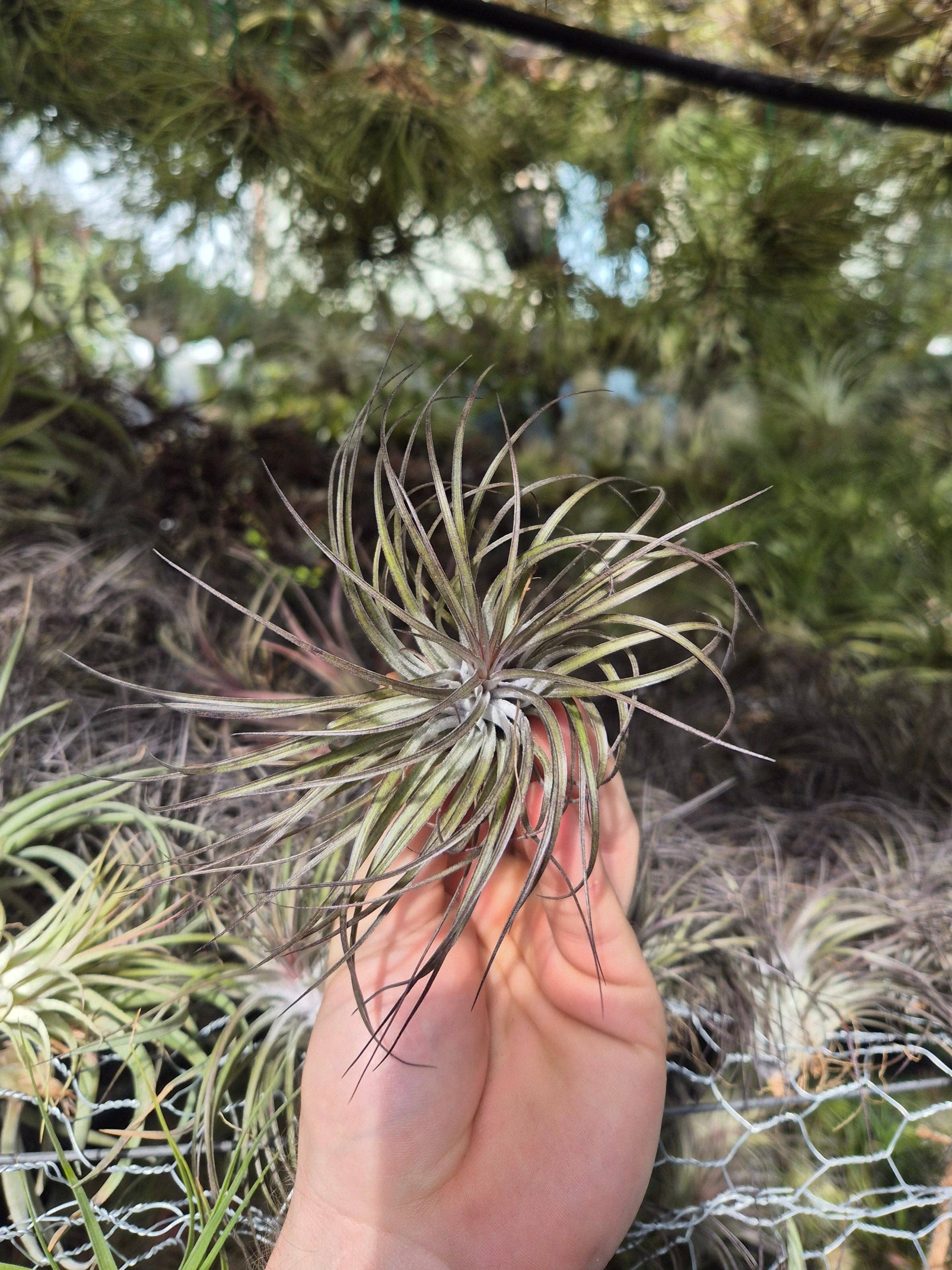 Airplant Direct - Wholesale Live Plant - Tillandsia Stricta Midnight1